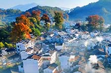 2024����Դ��Ҷ������ ʯ�Ƿ�Ҷ