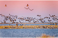 ۶�������������ʱ��ص� ������